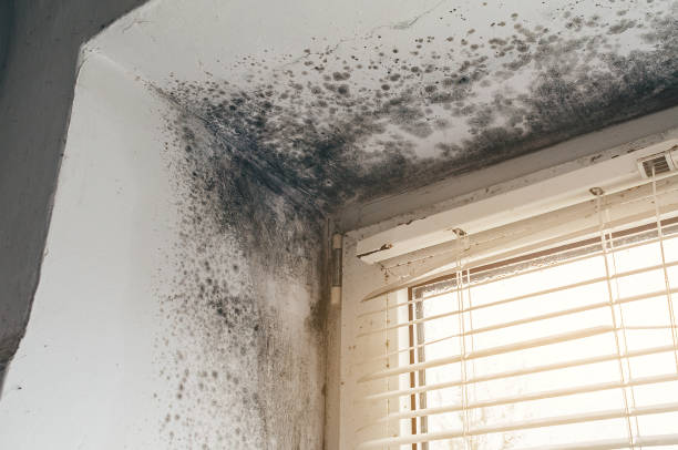Affordable Mold Removal solutions in Dover, NJ